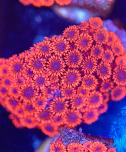 Large Goniopora Frag (Row #36:B)