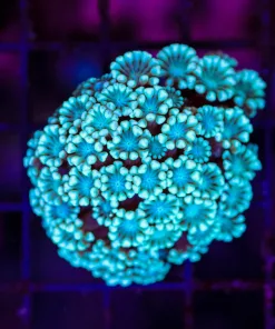 Wysiwyg Alveopora Flowerpot Coral (C80)