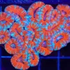 Wysiwyg Australian Acan Coral Colony (C55)