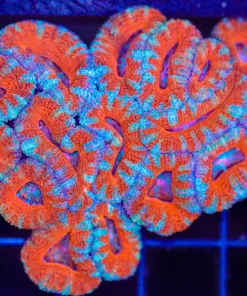 Wysiwyg Acan Coral Colony (C55)