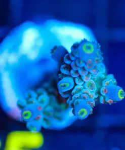 Wysiwyg Acropora Tenuis Frag [F165]