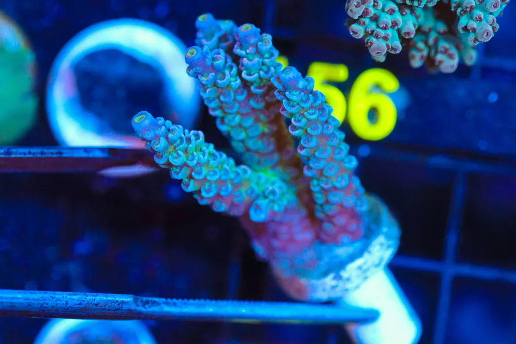 Frag Box Corals
