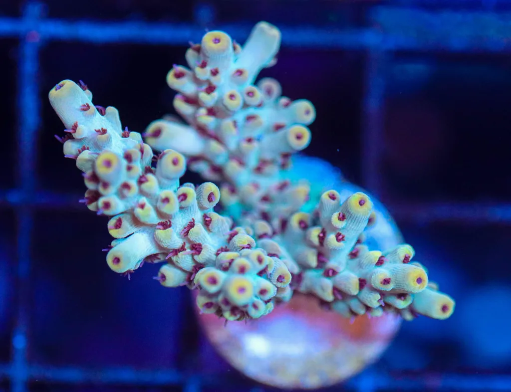 Frag Box Corals