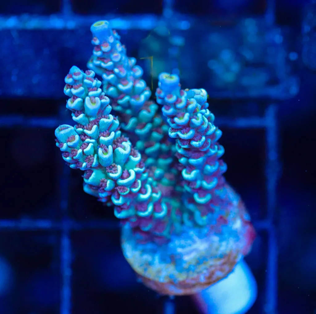 Frag Box Corals