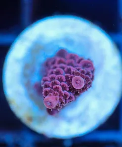 Wysiwyg Small Acropora Millepora Frag [F195]