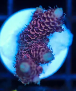 Wysiwyg Acropora Millepora Frag [F196]