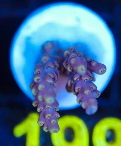 Wysiwyg Small Acropora Frag [F199]