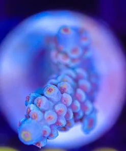 Wysiwyg  Acropora  Frag [F200]