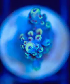 Wysiwyg Acropora Frag [F204]