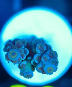 Wysiwyg Acropora Frag [F205]