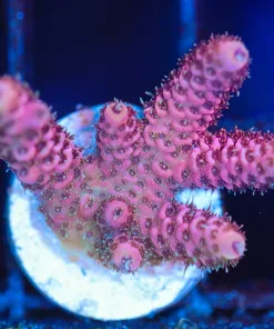 Wysiwyg  Acropora Millepora Frag [F208]