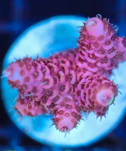 Wysiwyg Acropora Millepora Frag [F209]