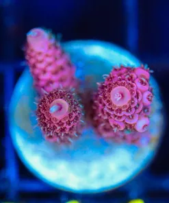 Wysiwyg Acropora Millepora Frag [F214]