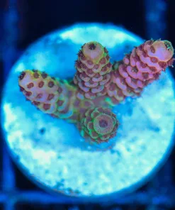 Wysiwyg  Acropora Millepora Frag  [F215]