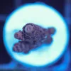 Wysiwyg Acropora Millepora Frag [F218]