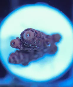 Wysiwyg Acropora Millepora Frag [F218]