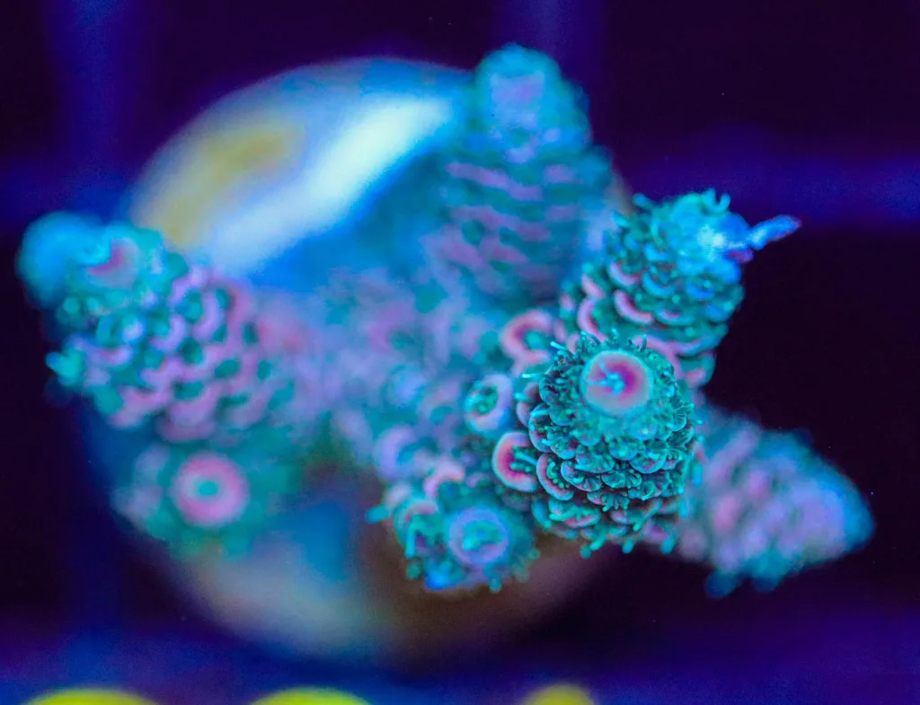 Frag Box Corals