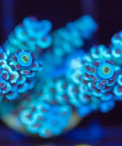 Wysiwyg  Acropora Frag [F233]