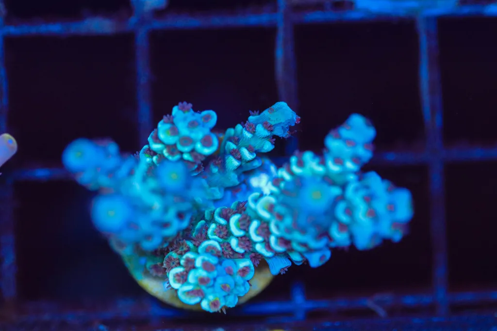 Frag Box Corals