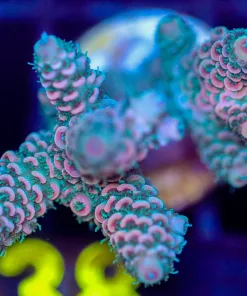 Wysiwyg Acropora Frag [F238]
