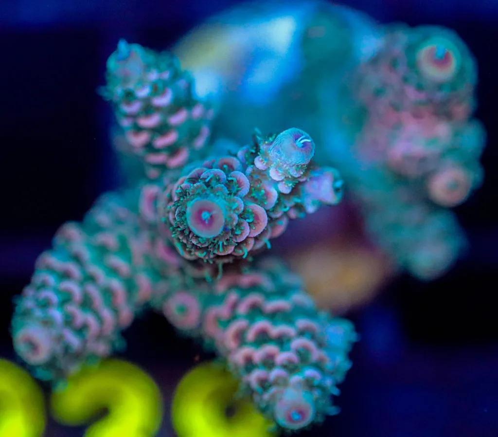 Frag Box Corals