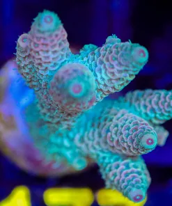 Wysiwyg Acropora Millepora Frag  [F177]