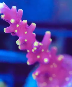 Wysiwyg  Acropora Frag [F203]