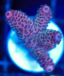 Wysiwyg Acropora Millepora Frag [F171]