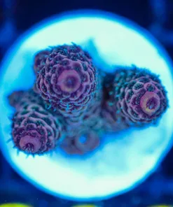 Wysiwyg Acropora millepora Frag [F206]
