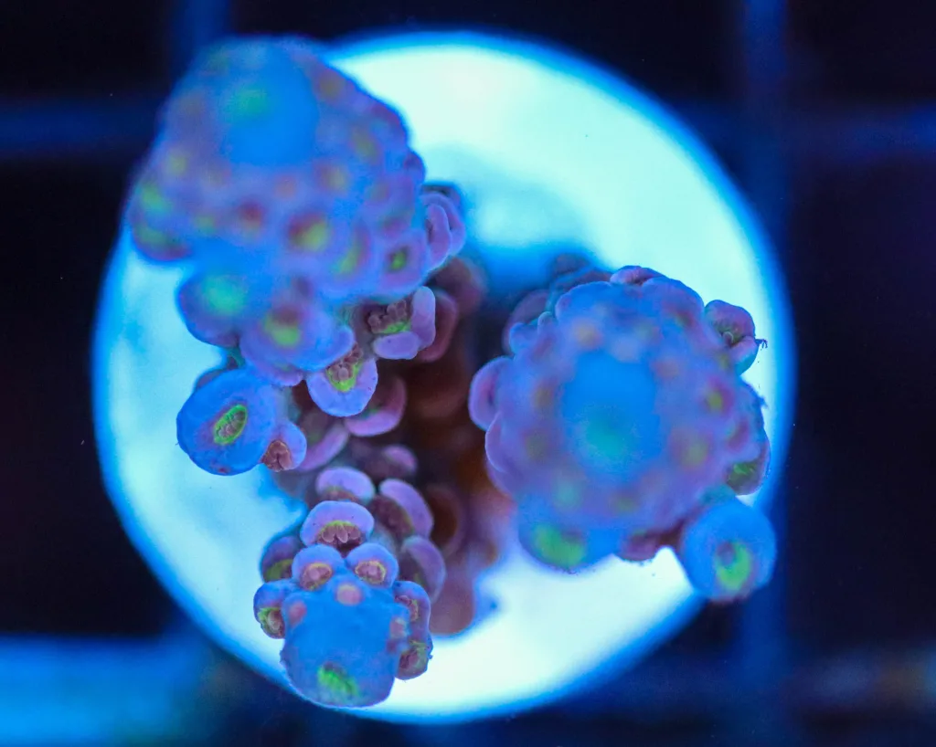 Frag Box Corals