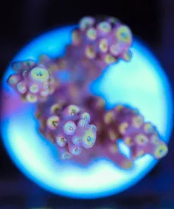 Wysiwyg Acropora Frag [F223]