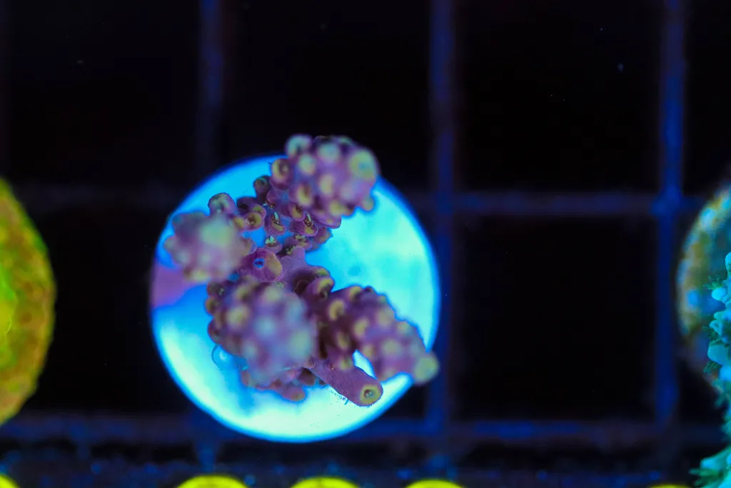 Frag Box Corals