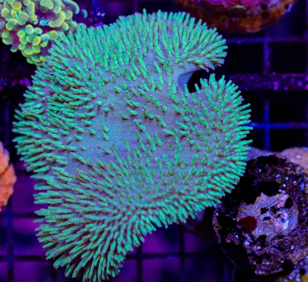 Frag Box Corals