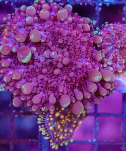 Wysiwyg xl Ricordea Mushroom   (C150)