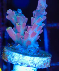 Wysiwyg Acropora Frag [F201]