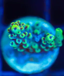 Wysiwyg Acropora Frag [F202]