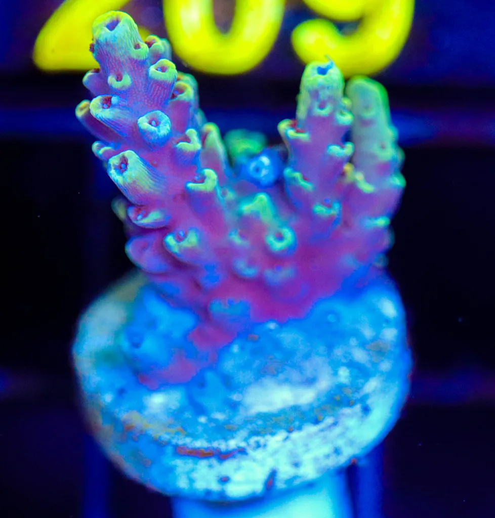 Frag Box Corals