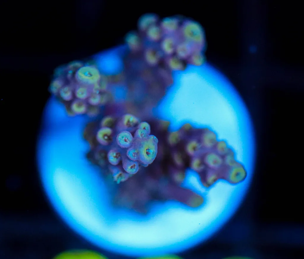 Frag Box Corals