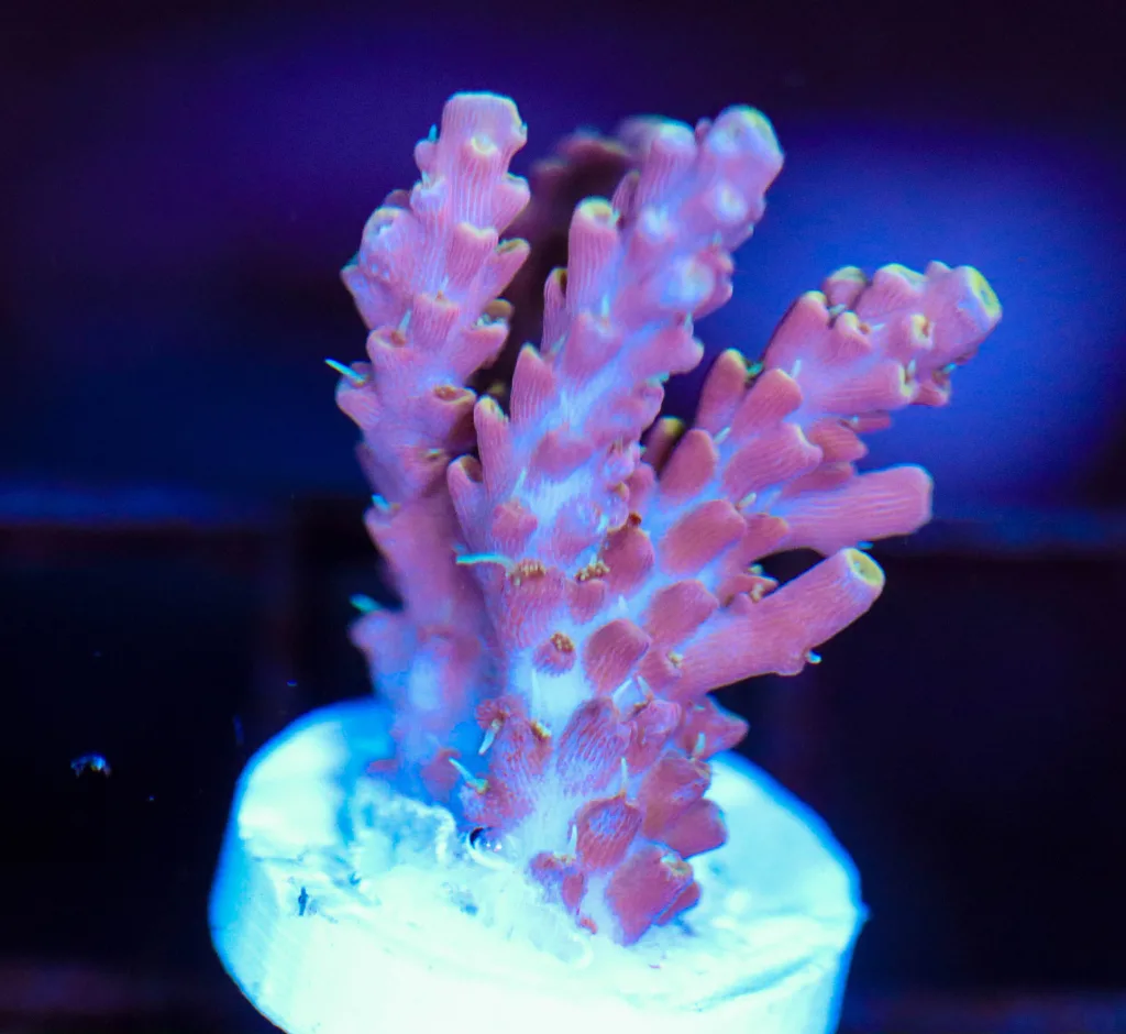 Frag Box Corals
