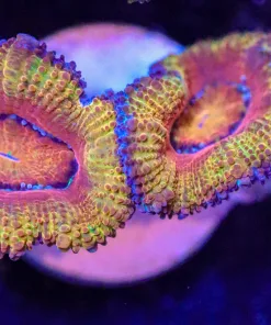 Wysiwyg Acan Frag [F4]