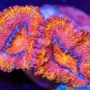 Wysiwyg Acan Frag [F10]