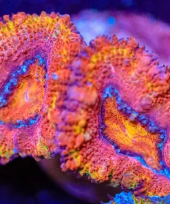 Wysiwyg Acan Frag [F10]