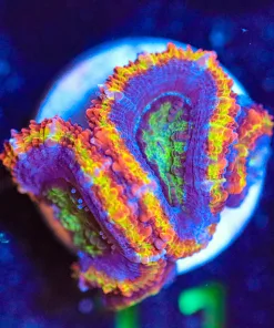 Wysiwyg Tri-Colour Acan Frag [F11]