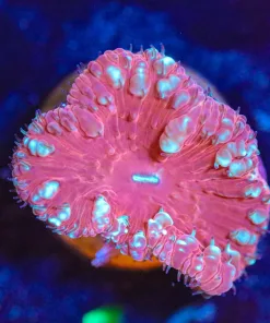 Wysiwyg Blastomussa Frag [F16]