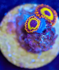Wysiwyg Fruitloops Zoanthid Frag [F21]