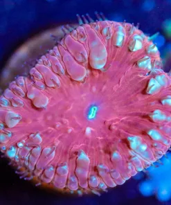 Wysiwyg Blastomussa Frag [F23]