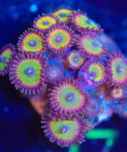 Wysiwyg Candy Apple Zoanthid Frag [F27]