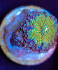 Wysiwyg Ricordea Yuma Mushroom  [F31]