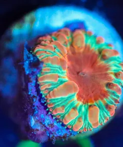 Wysiwyg  Blastomussa Coral Frag  [F42]