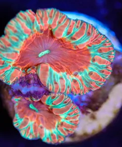 Wysiwyg Blastomussa Frag [F43]